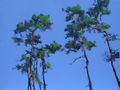 Pines, painting No. 1536