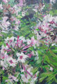 Phlox, painting No. 7565