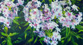 Phlox, painting No. 9732