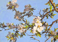 apple blossoms, painting No. 3666