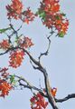 current blossoms, painting No 4059