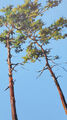 pines, painting No. 9708