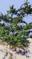 Pines at the sea