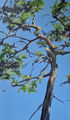 Pine, painting No. 2273