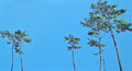 Pines, painting No. 3506