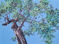 olive tree