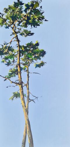 pines, work No. 3468 / acrylic on canvas