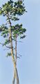 pines, work No. 3468