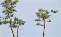 Pines, painting No. 3470