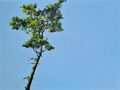 pines, painting No. 3466