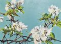 apple blossoms, painting No. 3472