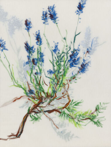 Lavender / oil on board/canvas