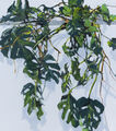 monstera, painting No. 1916