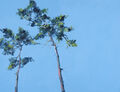 pines, painting No. 1550