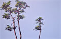pines, painting No. 6711