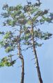 pines, painting No. 5902