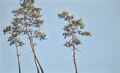 pines, painting No. 5900