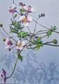 anemone, work no. 2470