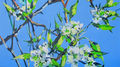 pear blossoms, painting No. 9541