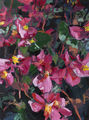 Begonia, painting No. 3703