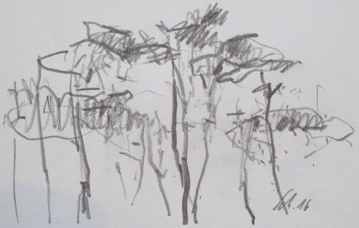 Pines, No. 5657 / pencil on Paper