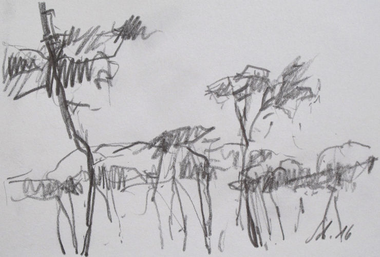 Pines, No. 5647 / pencil on Paper