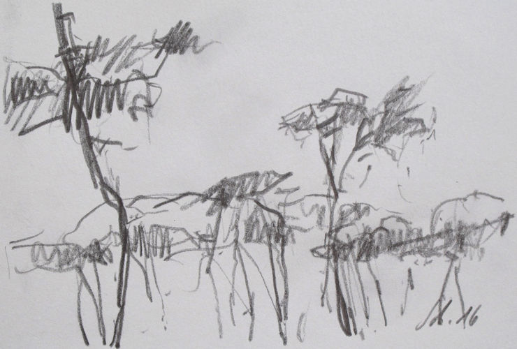 Pines, No. 5647 / pencil on Paper